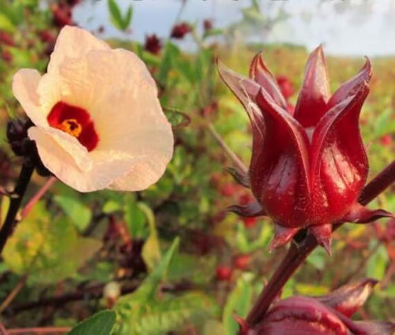 que es la flor de jamaica hibisco agua
