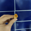 como utilizar miswak casa