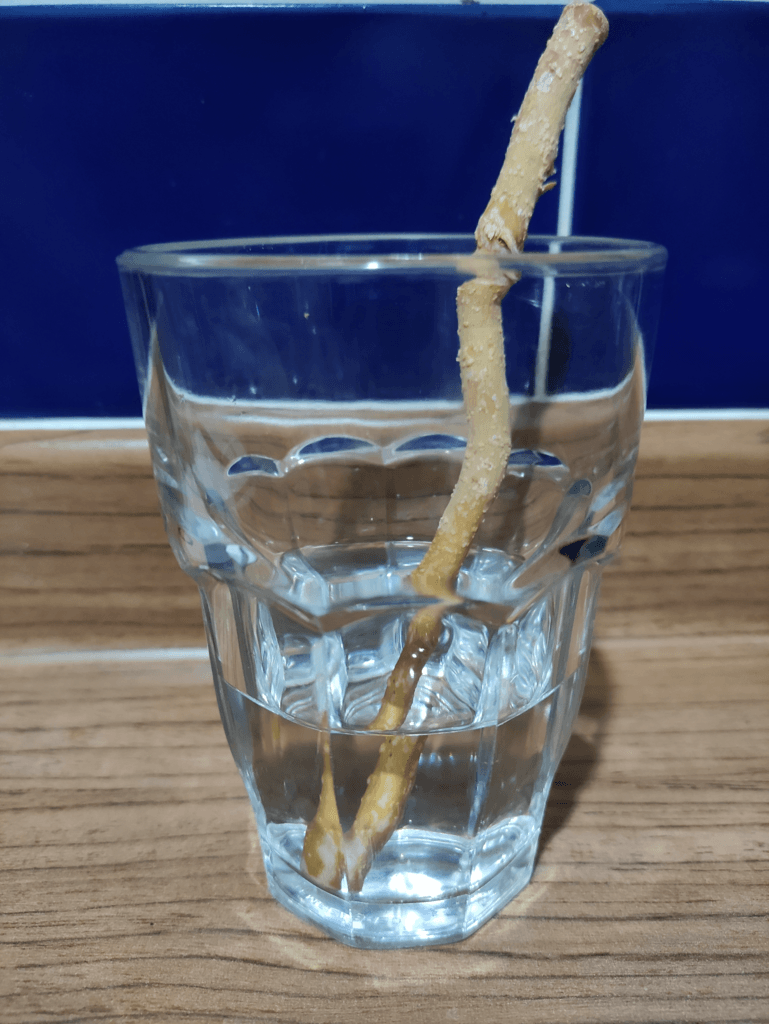 miswak cepillo natural historia