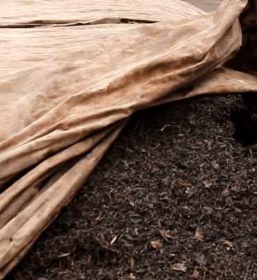 ripe vs raw pu erh tea proceso