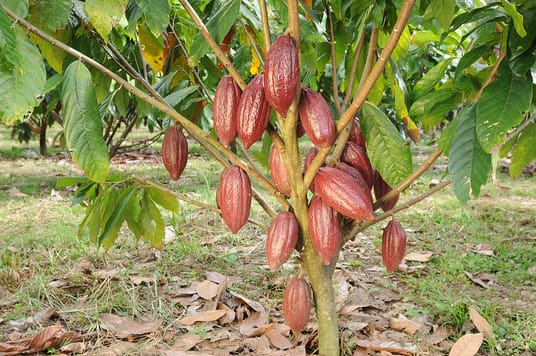 receta de chocolate arbol de cacao
